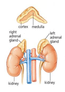 adrenalectomy