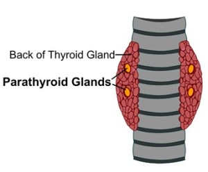 parathyroidectomy