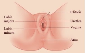 labiaplasty